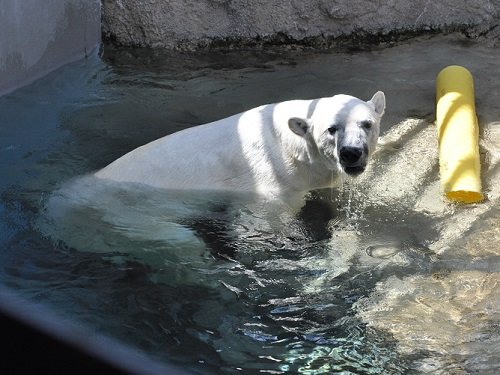 ７月１３日　旭山動物園　ホッキョクグマ