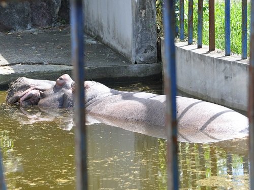 ７月１３日　旭山動物園　カバ　ザブコ