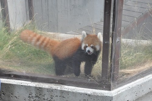 ７月１８日　旭山動物園　レッサーパンダ