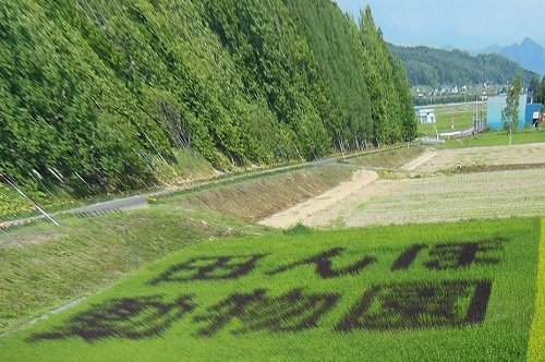 ７月２０日　旭川市　田んぼアート2013