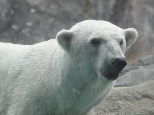 ７月１８日　旭山動物園　ホッキョクグマ１