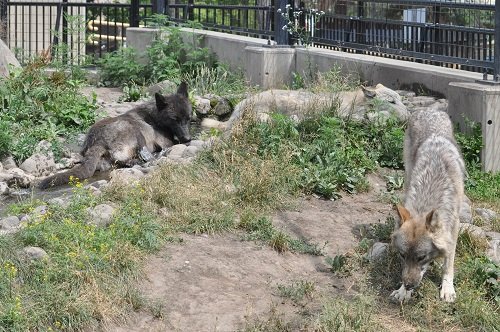 ７月１８日　旭山動物園　シンリンオオカミ１