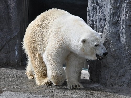 ７月１８日　旭山動物園　ホッキョクグマ２