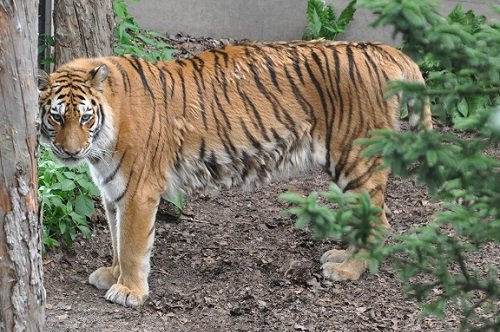 ７月１８日　旭山動物園　アムールトラ　のん