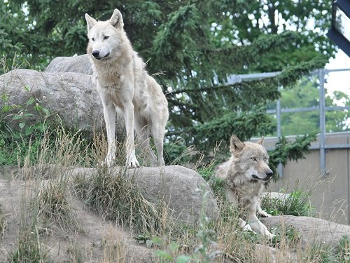 ７月１８日　旭山動物園　シンリンオオカミ２