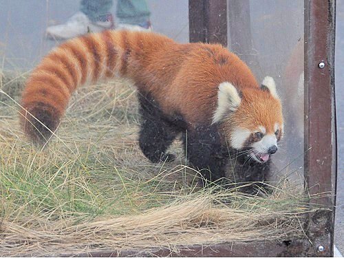 ８月６日　旭山動物園　レッサーパンダ　転入　誕生　訃報