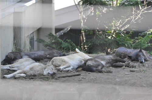 ８月６日　旭山動物園　シンリンオオカミ