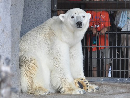 ８月６日　旭山動物園　１２時過ぎのホッキョクグマ