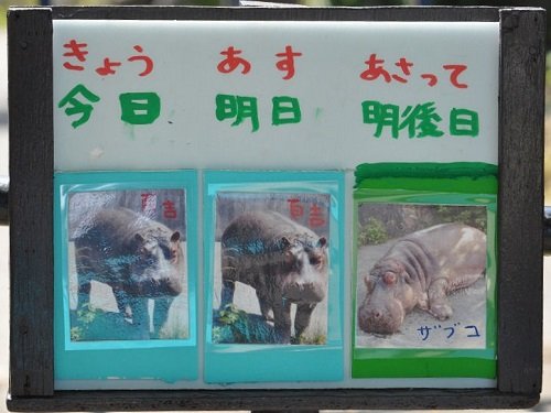 ８月６日　旭山動物園　カバ　百吉