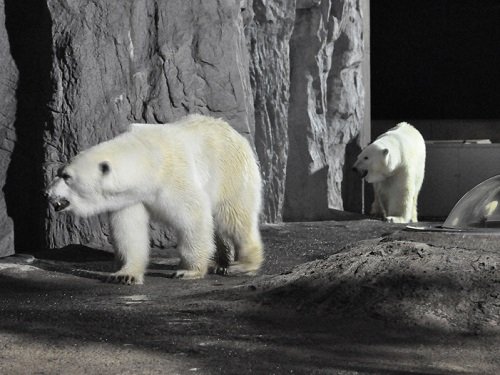 ８月１２日　夜の旭山動物園