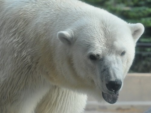 ８月１２日　夜の旭山動物園　ホッキョクグマ１