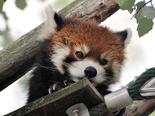 ８月１２日　夜の旭山動物園　レッサーパンダ