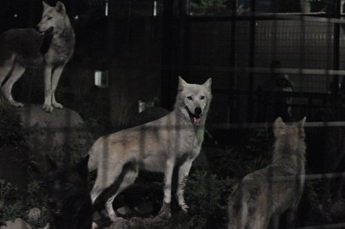 ８月１２日　夜の旭山動物園　シンリンオオカミ