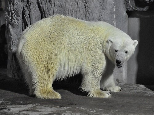 ８月１２日　夜の旭山動物園　ホッキョクグマ２