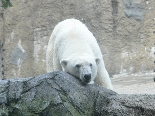 ８月２９日　旭山動物園　ホッキョクグマ