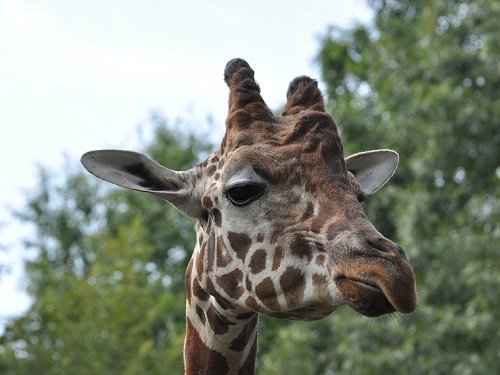 ８月２９日　旭山動物園　カバのザブコとちょっとだけアミメキリン