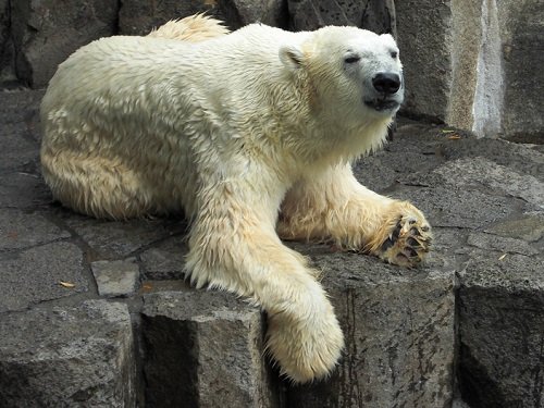 懐かしい写真シリーズ・・・５年前の上野動物園　ホッキョクグマ