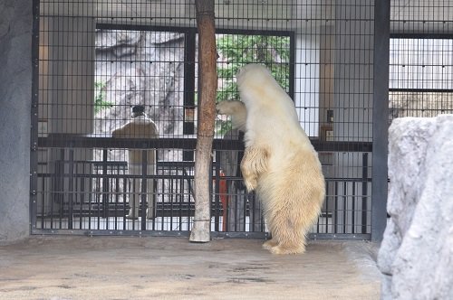 １０月１日　旭山動物園　ホッキョクグマ　ルルとピリカ、ちょっとサツキ