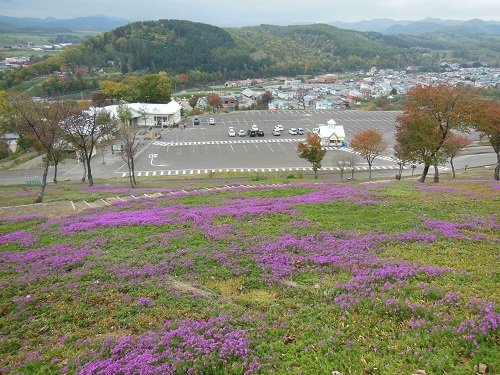 １０月６日　滝上公園　町民芝ざくら植栽会