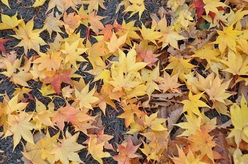 １０月２８日　滝上町　渚滑川渓谷遊歩道　今日の錦仙峡１２