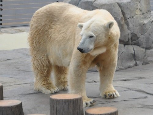 １１月３日　円山動物園　ホッキョクグマ　ララ親子