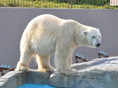 １１月４日　円山動物園　ホッキョクグマ１