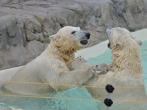 １１月４日　円山動物園　ホッキョクグマ２　ララ親子