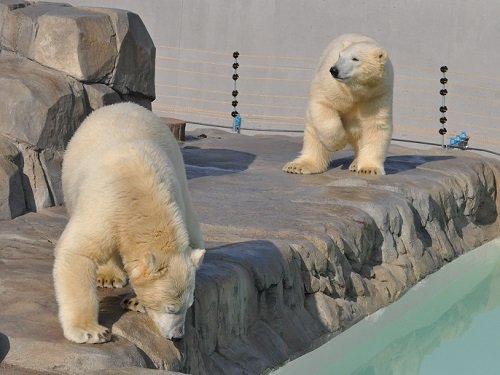 １１月４日　円山動物園　ホッキョクグマ３　ララ親子