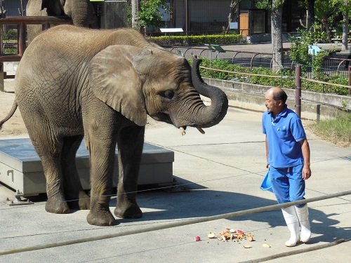 ９月２０日　とべ動物園　アフリカゾウ