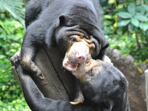 ９月２２日　高知県立のいち動物公園　マレーグマの母娘