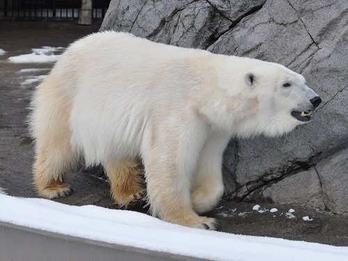 １２月１日　旭山動物園　ホッキョクグマ