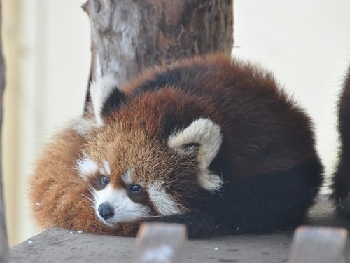 １２月１日　旭山動物園　レッサーパンダ１