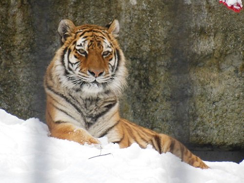 １２月１日　旭山動物園　もうじゅう館のネコ達