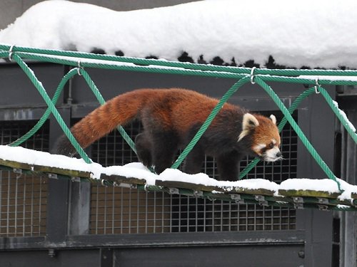 １２月１日　旭山動物園　レッサーパンダ２