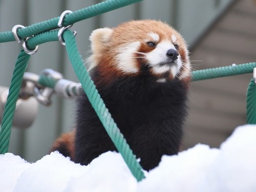 １２月９日　旭山動物園　レッサーパンダたち