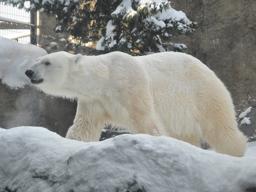 １月１０日　旭山動物園　ホッキョクグマ　イワンとピリカ