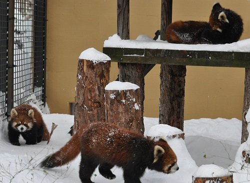 １月１０日　旭山動物園　レッサーパンダ