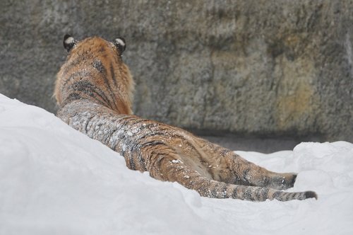 １月１０日　旭山動物園　もうじゅう館の仲間たち