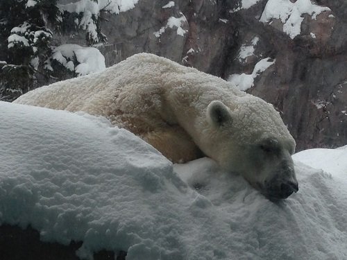 １月１２日　旭山動物園　ホッキョクグマ　イワンとピリカ