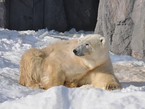 １月２１日　旭山動物園　ホッキョクグマ　イワンとルル