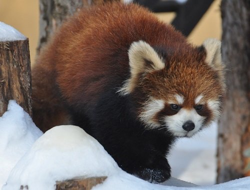 １月２１日　旭山動物園　レッサーパンダ