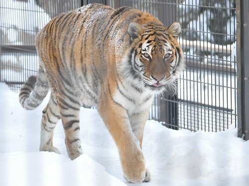 １月２１日　旭山動物園　もうじゅう館のネコ達