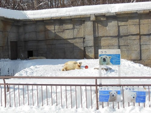 ２月２３日　円山動物園へ行きました。