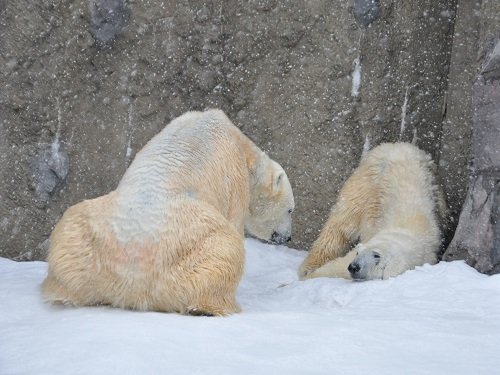 ３月１８日　旭山動物園　ホッキョクグマ　サツキとイワン