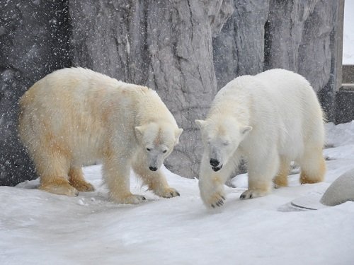 ３月１８日　旭山動物園　ホッキョクグマ　ルルとピリカ