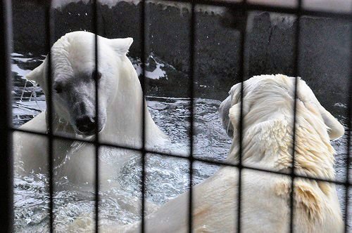 ３月１８日　旭山動物園　ルルとピリカと、ちょっとだけイワンとサツキ