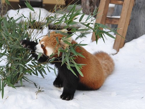 ２月８日　雪あかりの旭山動物園　レッサーパンダのもぐもぐタイム