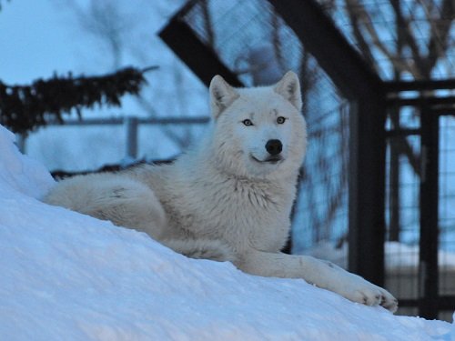 ２月８日　雪あかりの旭山動物園　シンリンオオカミ