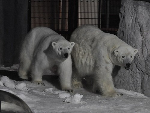 (動画追加)２月８日　雪あかりの旭山動物園　ホッキョクグマ　ピリカとルル