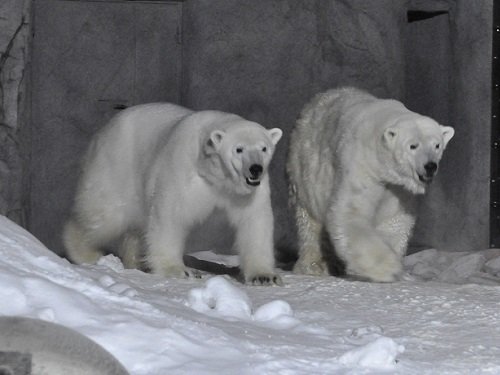 (写真追加)２月１０日　雪あかりの旭山動物園　ピリカとルル